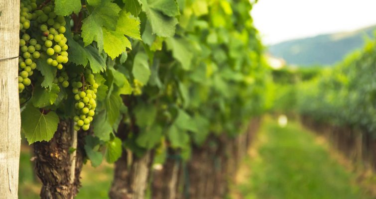 second valley caravan park lady bay vineyard – 1 second valley caravan park lady bay vineyard - 1